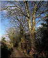 Footpath to the Tamar