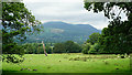 NY2625 : View Towards Whinlatter Forest by Peter Trimming