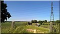 Cows on a flood bank