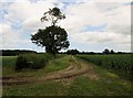 SE8877 : Field  edge  track  to  Ochre  Farm by Martin Dawes