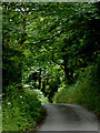 Lane to Welcombe Mouth, Devon