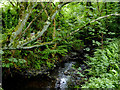 Brook  at Watergap Cross, Devon