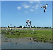 SU8003 : Black-headed gulls hover on the wind, Bosham Quay by Rob Farrow