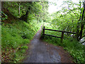 NY6393 : Path from Butteryhaugh Bridge to Kielder Castle by Oliver Dixon