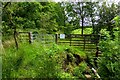 Path to Torrance, Glenwhapple