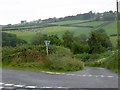 Cows near Kingscott, seen across the valley from Whitsley Cross