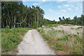 Bridleway, Chobham Common