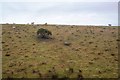 Sheep grazing