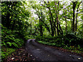 Woodland lane to Welcombe, Devon