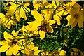 TQ0614 : Parham House and Garden: Large Skipper butterfly 3 by Michael Garlick