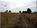 Footpath towards Hardwick End