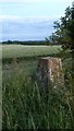 Thiefgate Trig Point on Whitwell Hill