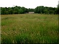 Field with long grass, Carrickmore