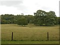 Trees at Saltram House