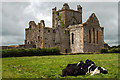 S7115 : Dunbrody Abbey, Campile, Wexford by Mike Searle