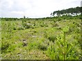 Dibden Inclosure, clearing