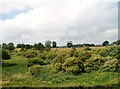 Wooded bog land between Clough and Seaforde