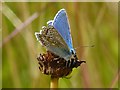 Common Blue Butterfly