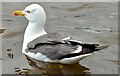 J4774 : Lesser black-backed gull, Kiltonga, Newtownards (July 2015) by Albert Bridge
