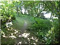 Eastern Hill Wood footpath