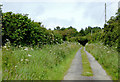 Lane to Elmscott, Devon