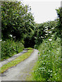 Narrow lane to Welcombe, Devon