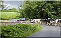 Cattle crossing Rimington Bridge