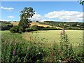 Wheat field below Heddon on the Wall