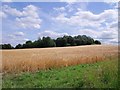 Barrow Hill in summer