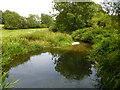 River Wey near Froyle Mill