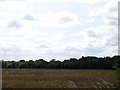 Band of trees seen across a field off Egdon Lane