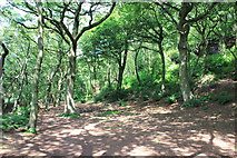 SJ5075 : Broadleaved Woodland on Woodhouse Hill by Jeff Buck