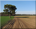 Footpath from Weeting