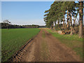 Footpath from Weeting