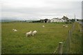 Sheep and lambs in a field by the minor road, looking south to Ynyslas