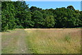 Path on edge of Snakes Field