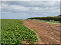 NT6675 : East Lothian potato field by M J Richardson