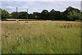 A hay field awaiting harvest