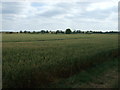TL7195 : Crop field near the Cut-off Channel by JThomas