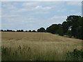 Crop field and hedgerow, Brookville