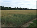 Crop field just off Thetford Road (A134)