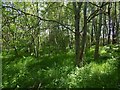 Woods beside Peel Glen Road