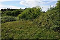 The overgrown route of a former canal