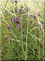 Greater Knapweed (Centaurea scabiosa)