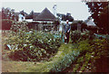 Vegetable garden, The Lodge, St Andrew?s Road, 1979