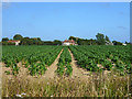 Field of maize