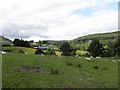 Sheep grazing in the Trassey Valley