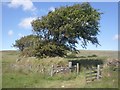 Gateway on Dure Down