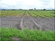 SD4513 : Vegetable field, west of Anchor Farm, Burscough Moss by Christine Johnstone