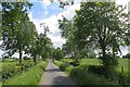 Tree lined road, Strathearn